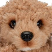 Little Live Pets My Really Real Puppy - Curley The Cavoodle (Illuminated Passport)