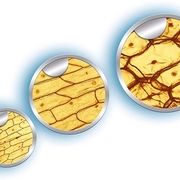 Clementoni 69804 - Galileo: Nature under the Microscope