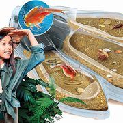 Priešistorinių VĖŽIAGYVIŲ auginimo rinkinys Galileo triops maxi de luxe