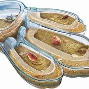 Priešistorinių VĖŽIAGYVIŲ auginimo rinkinys Galileo triops maxi de luxe